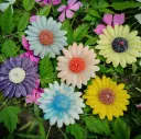 Daisy Daze